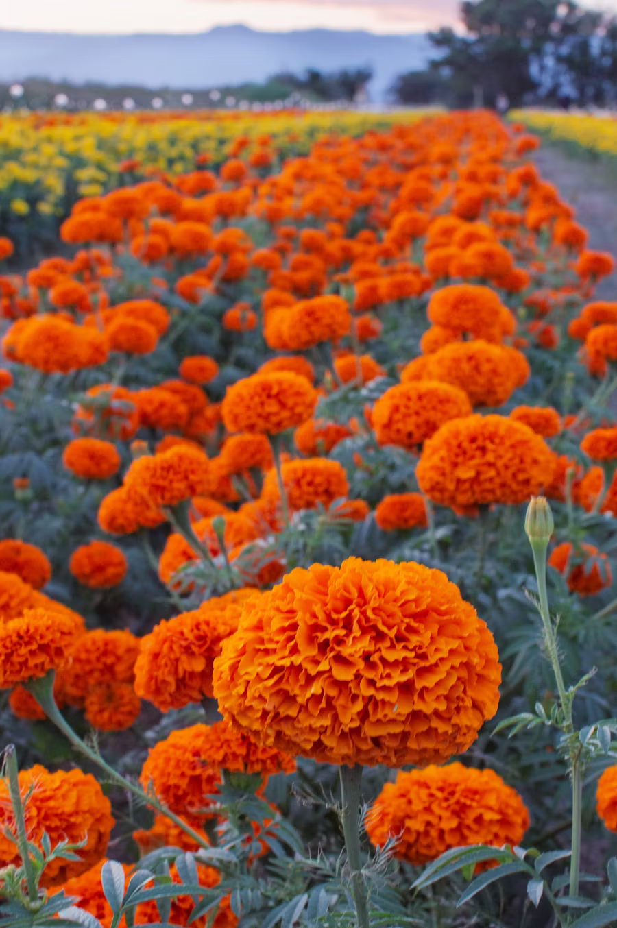 Flower farm